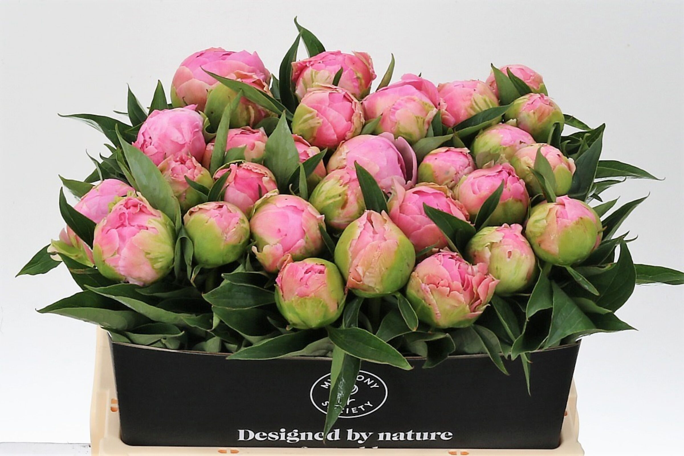 Paeonia Pink Giant