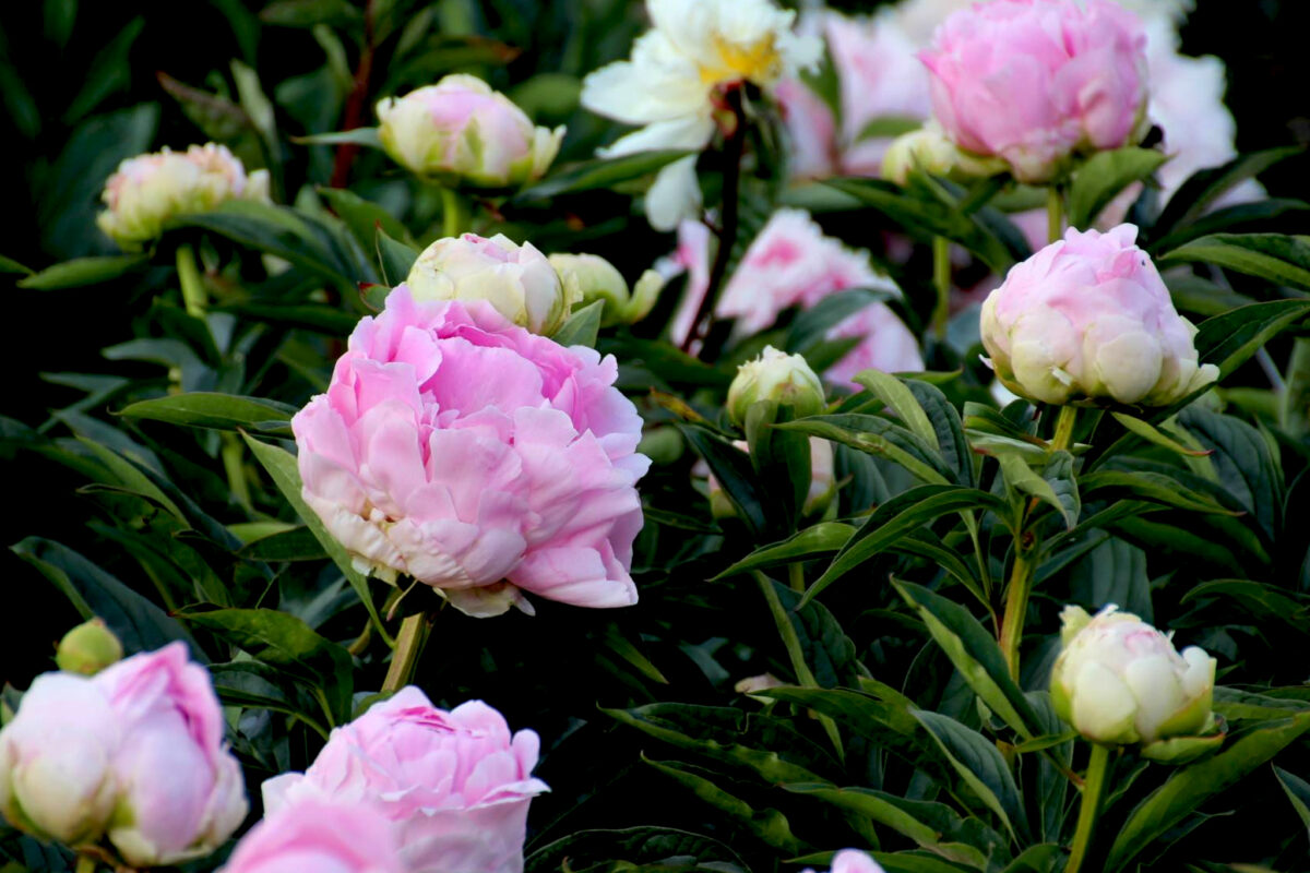 Paeonia Pink Giant .