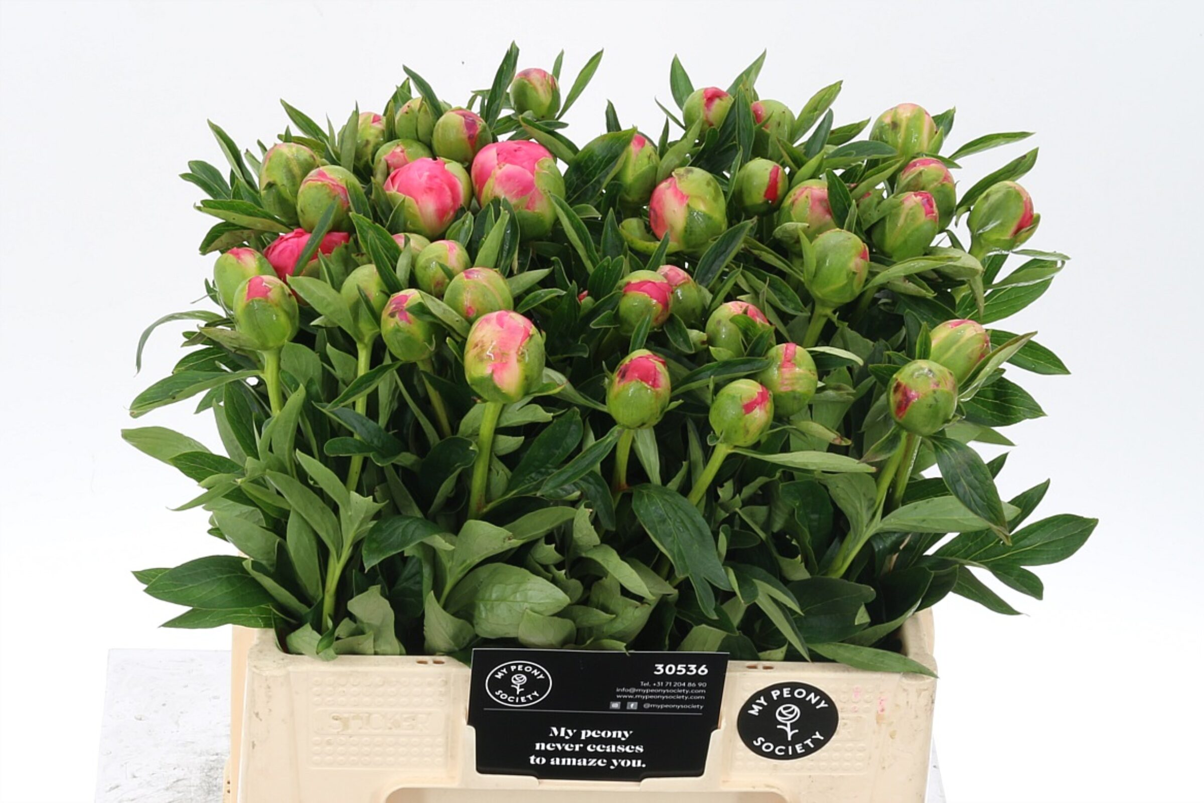 Paeonia Pink Hawaii Coral