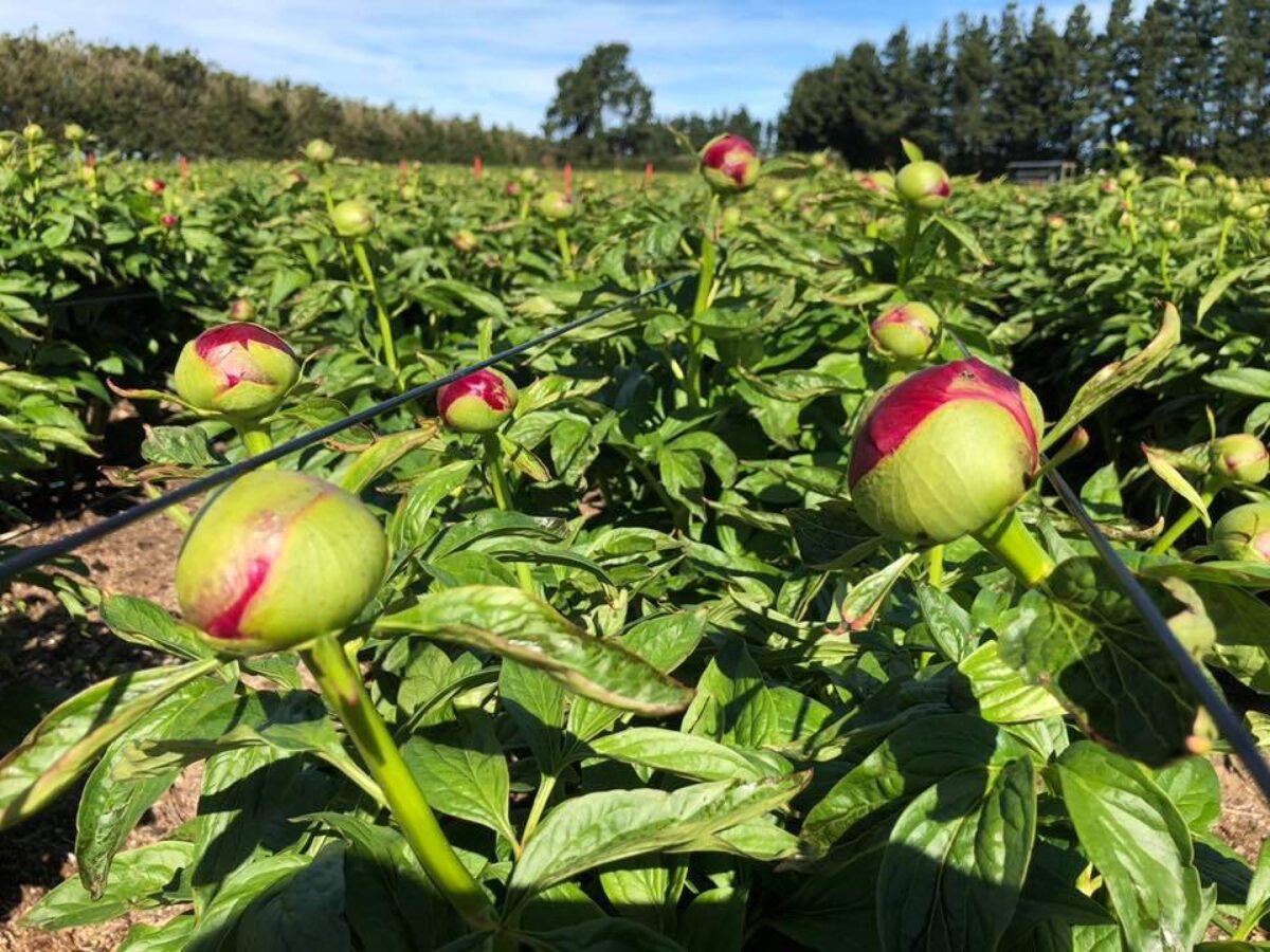 Paeonia Red Charm in the field