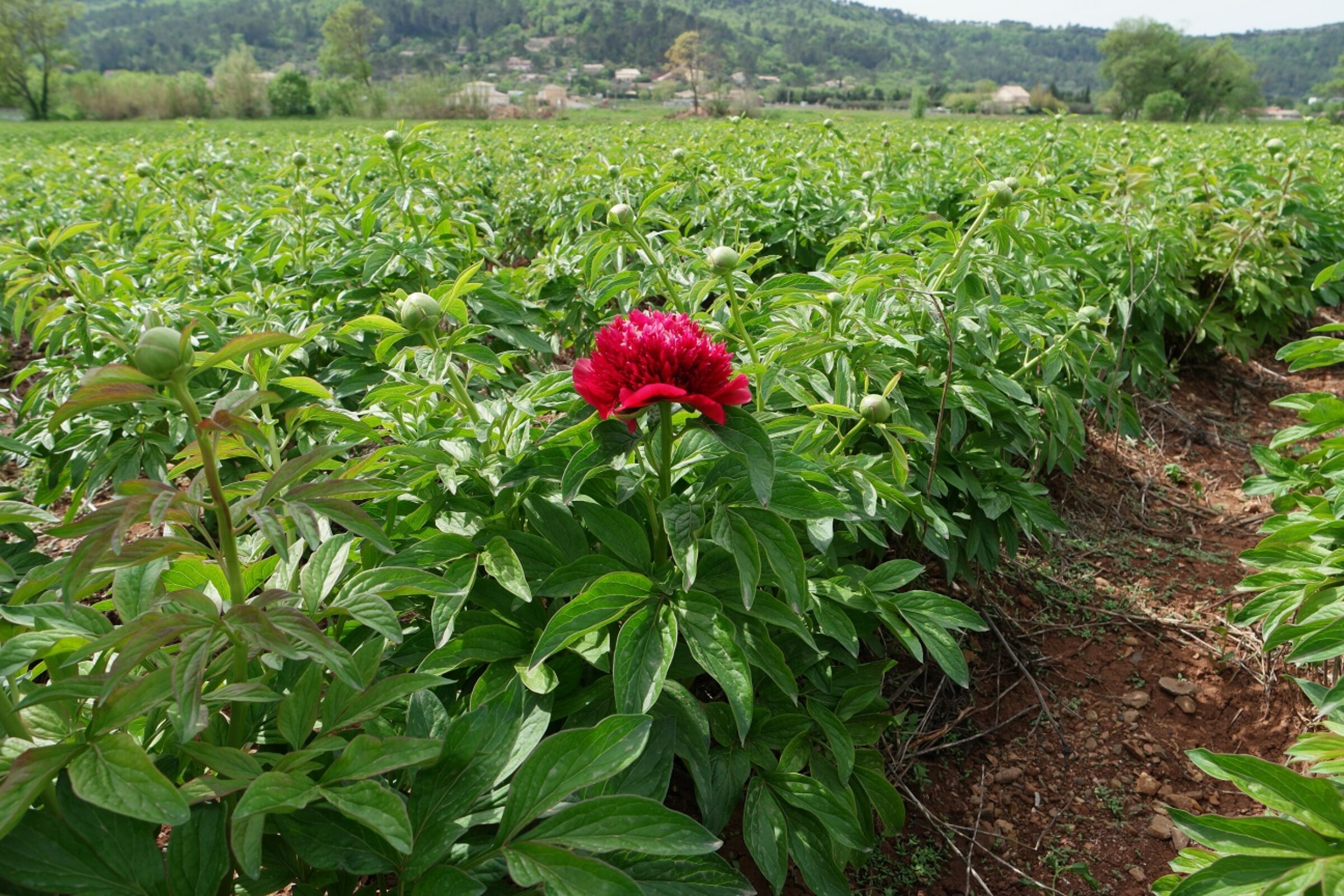 Paeonia Red Grace