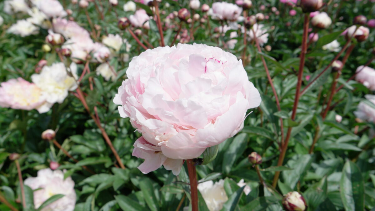 Paeonia Reine Hortense