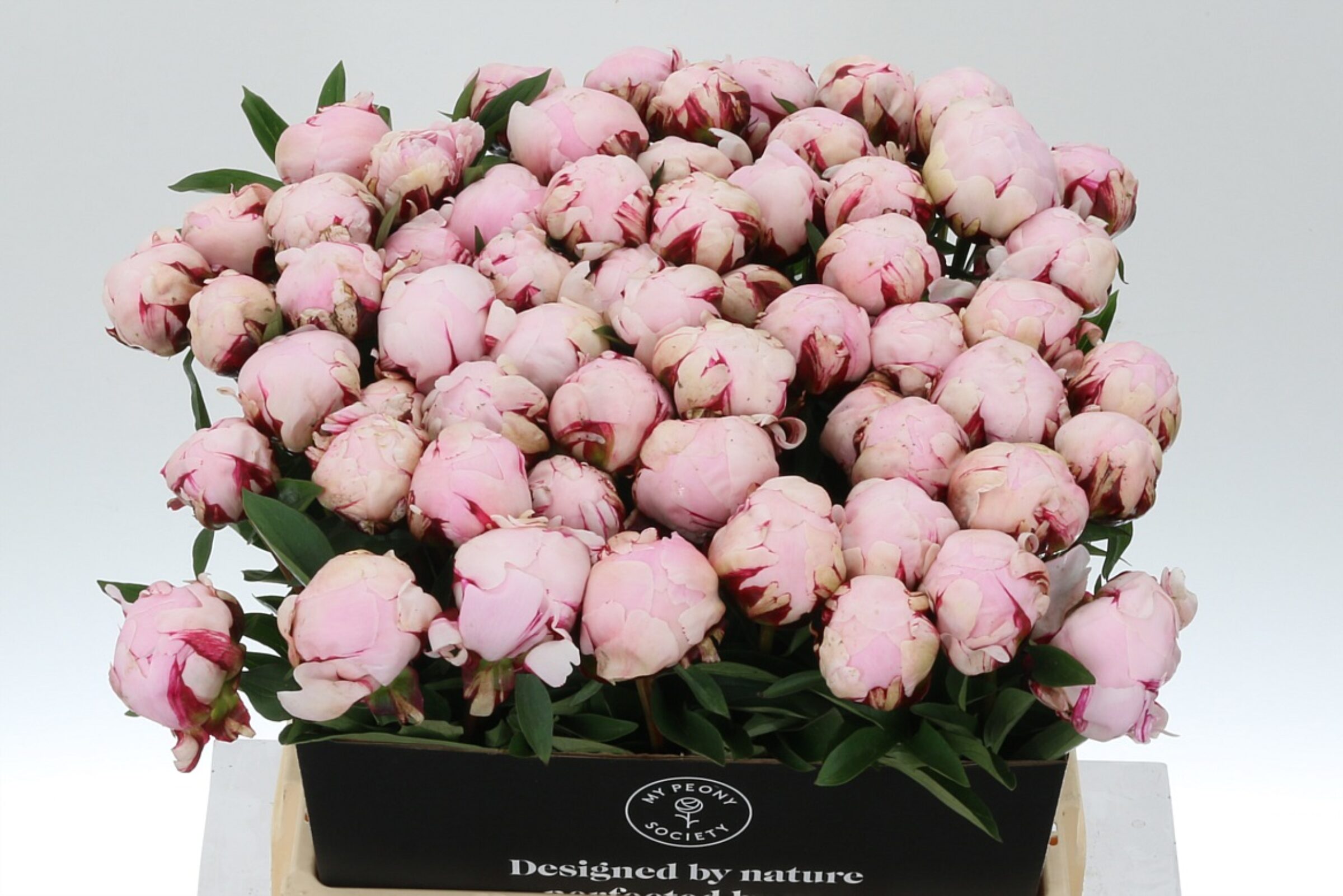 Paeonia Reine Hortense