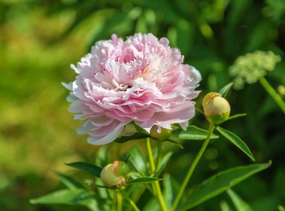 Paeonia Sarah Bernhardt in the field