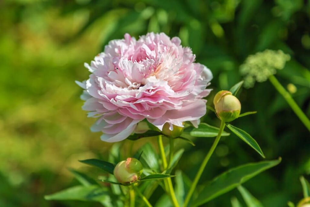 Easy-care peonies