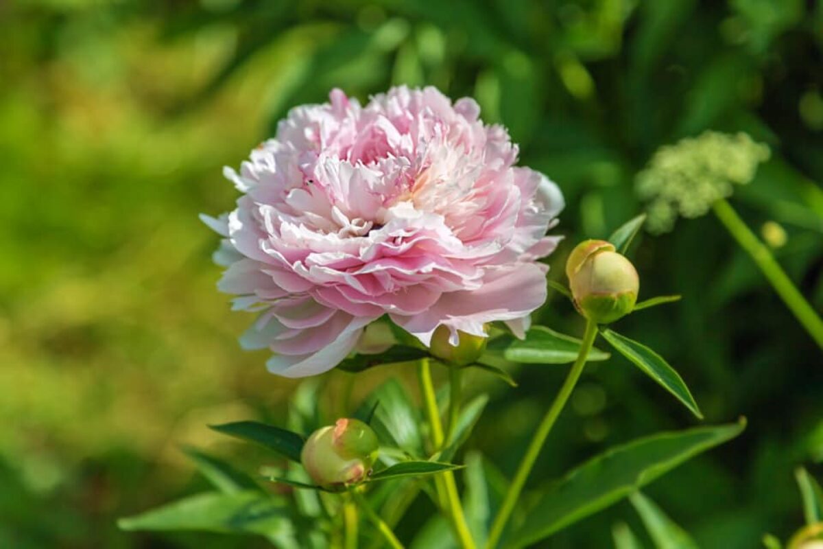 Paeonia Sarah Bernhardt in the field