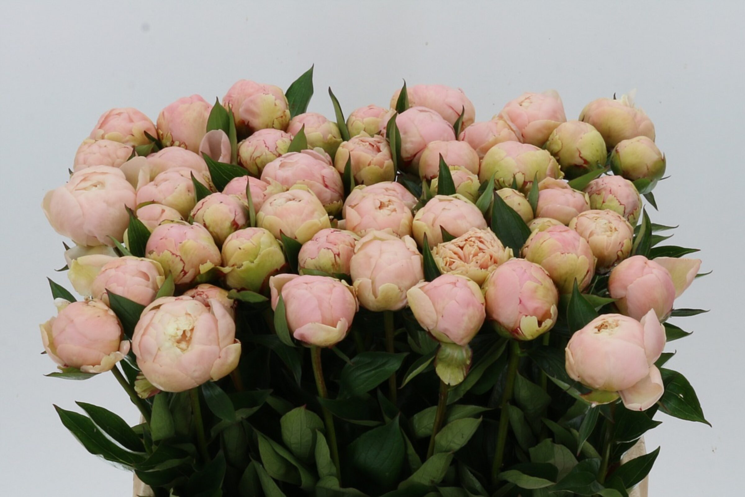 Paeonia Summerglow