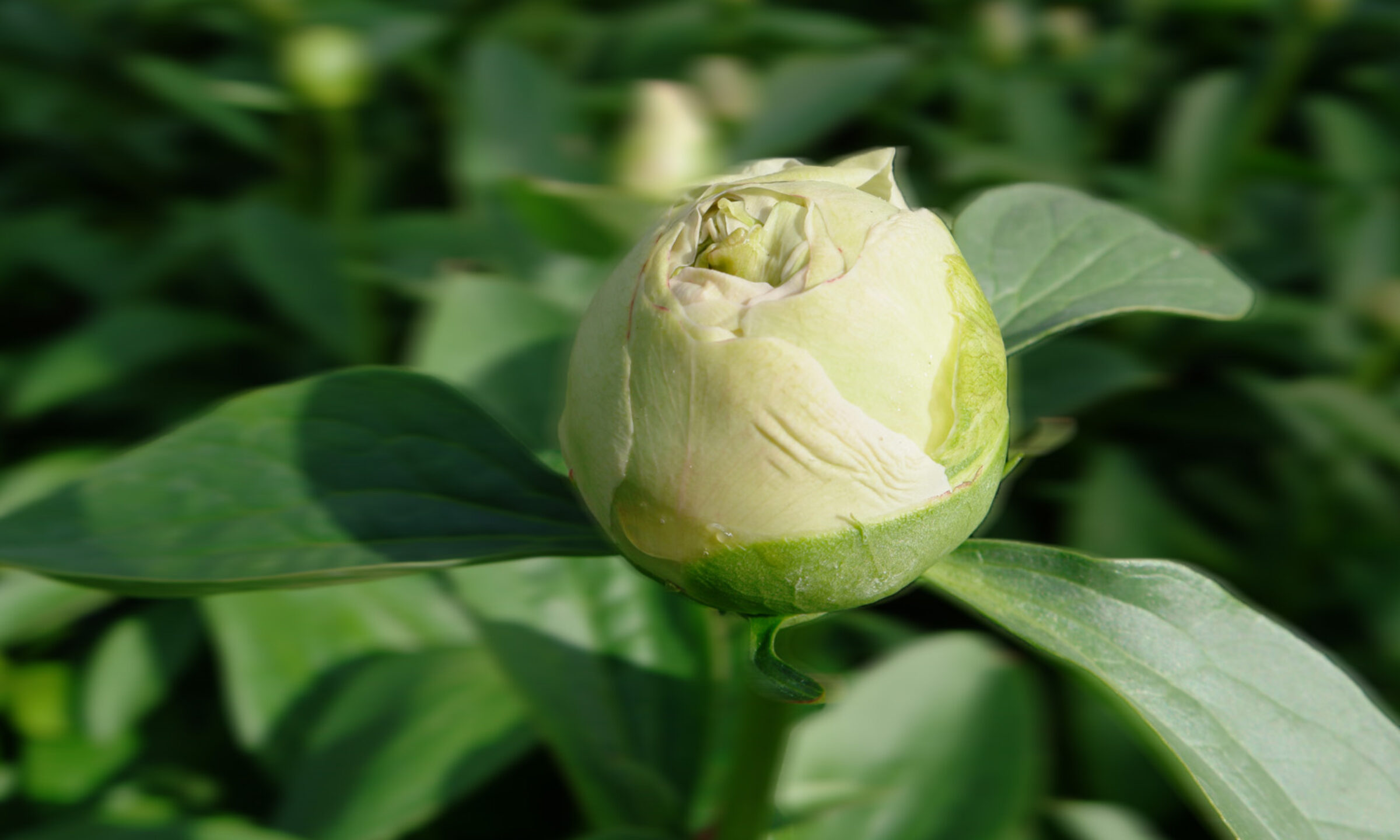 Paeonia Top Brass