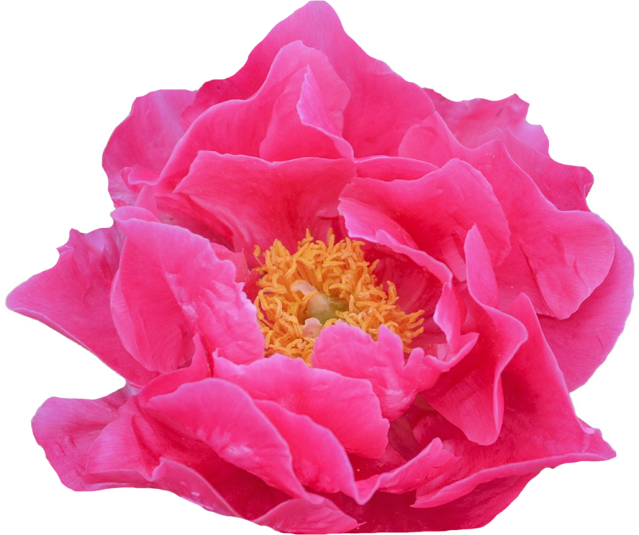 Paeonia Paula Fay