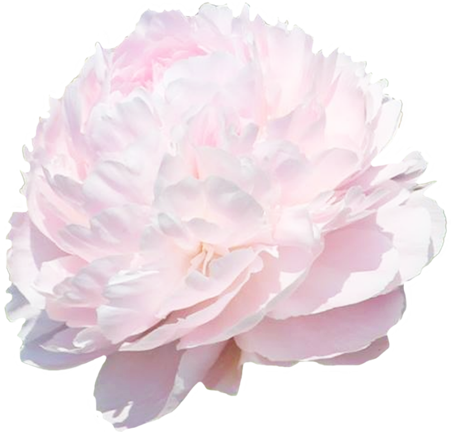 Paeonia Pillow Talk