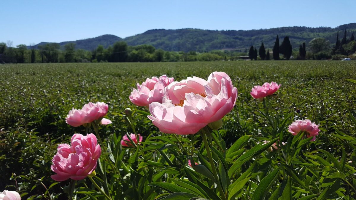 Pink Hawaii Coral in the field