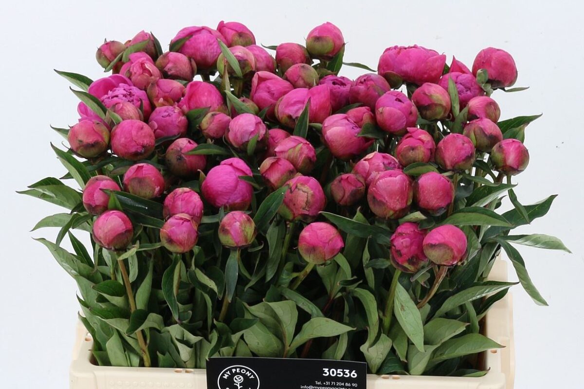 Paeonia Pink Panther