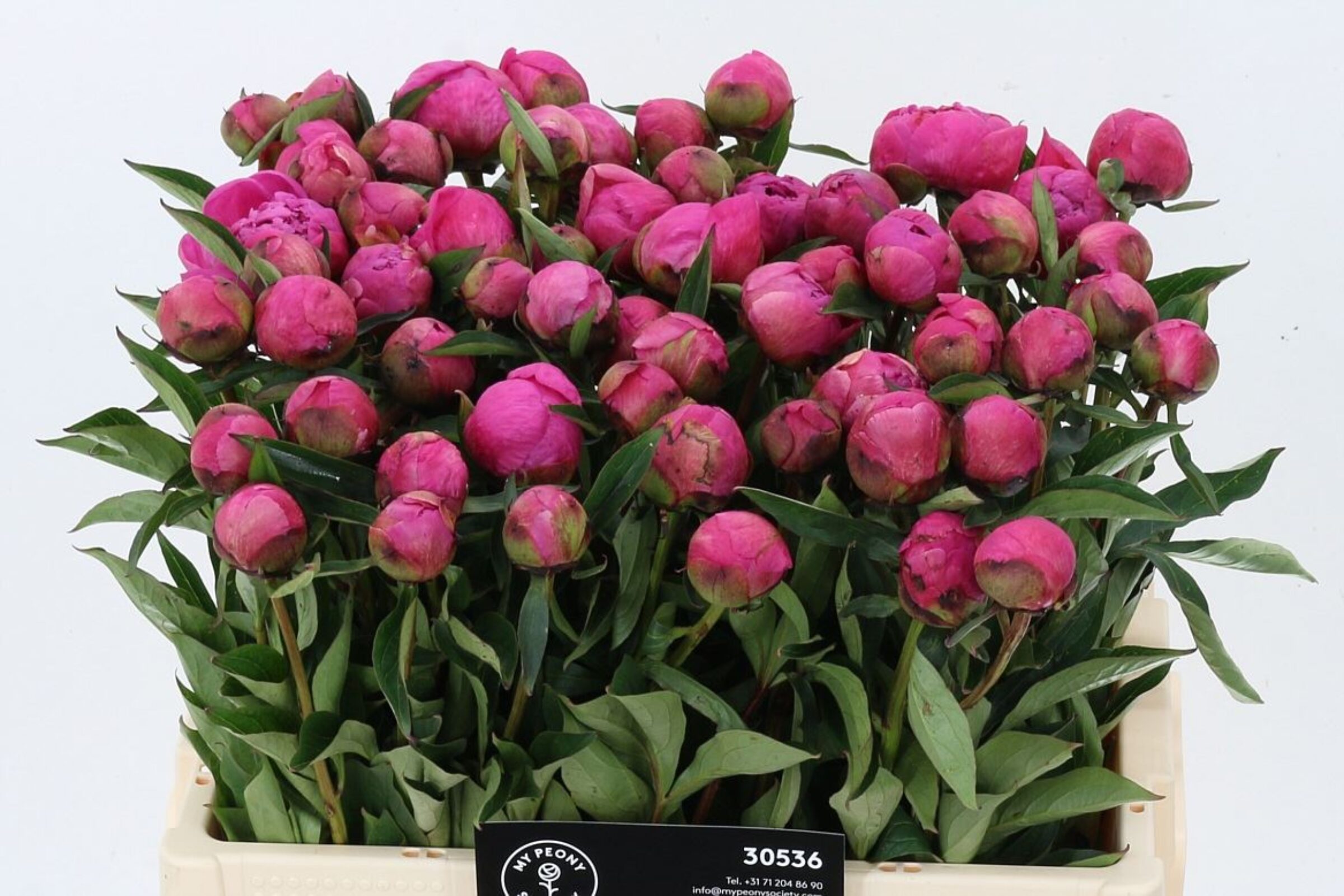 Paeonia Pink Panther