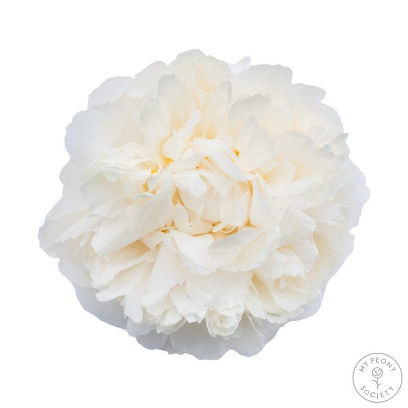 Paeonia Bowl of Cream - Peonies - My Peony Society