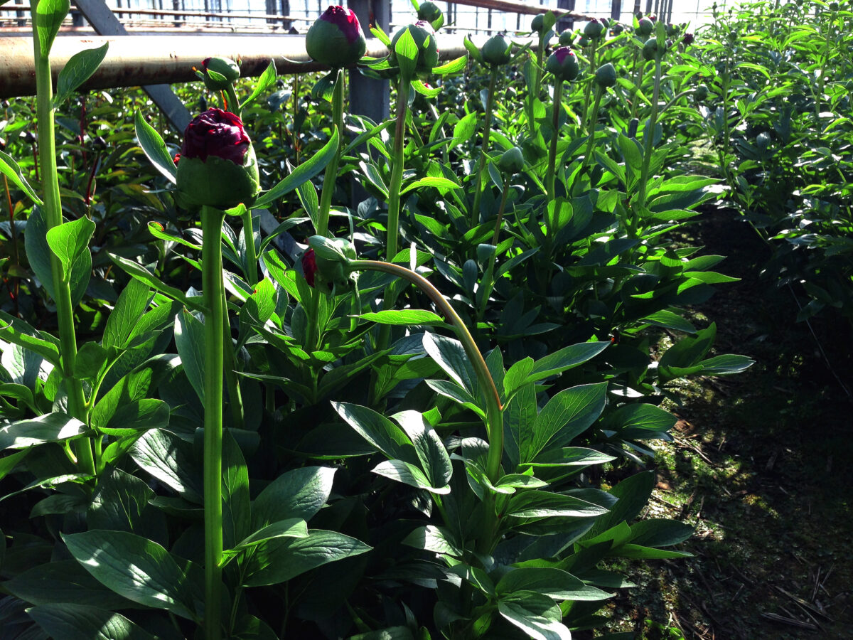 Paeonia Old Faithful