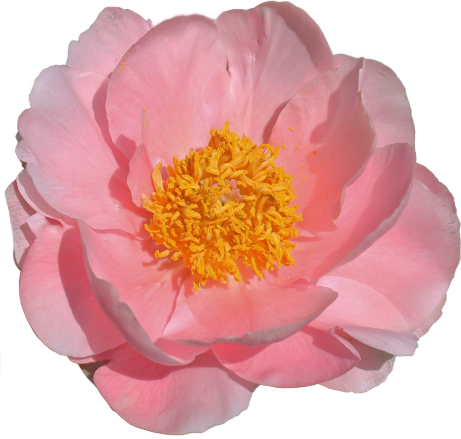 Paeonia Salmon Chiffon