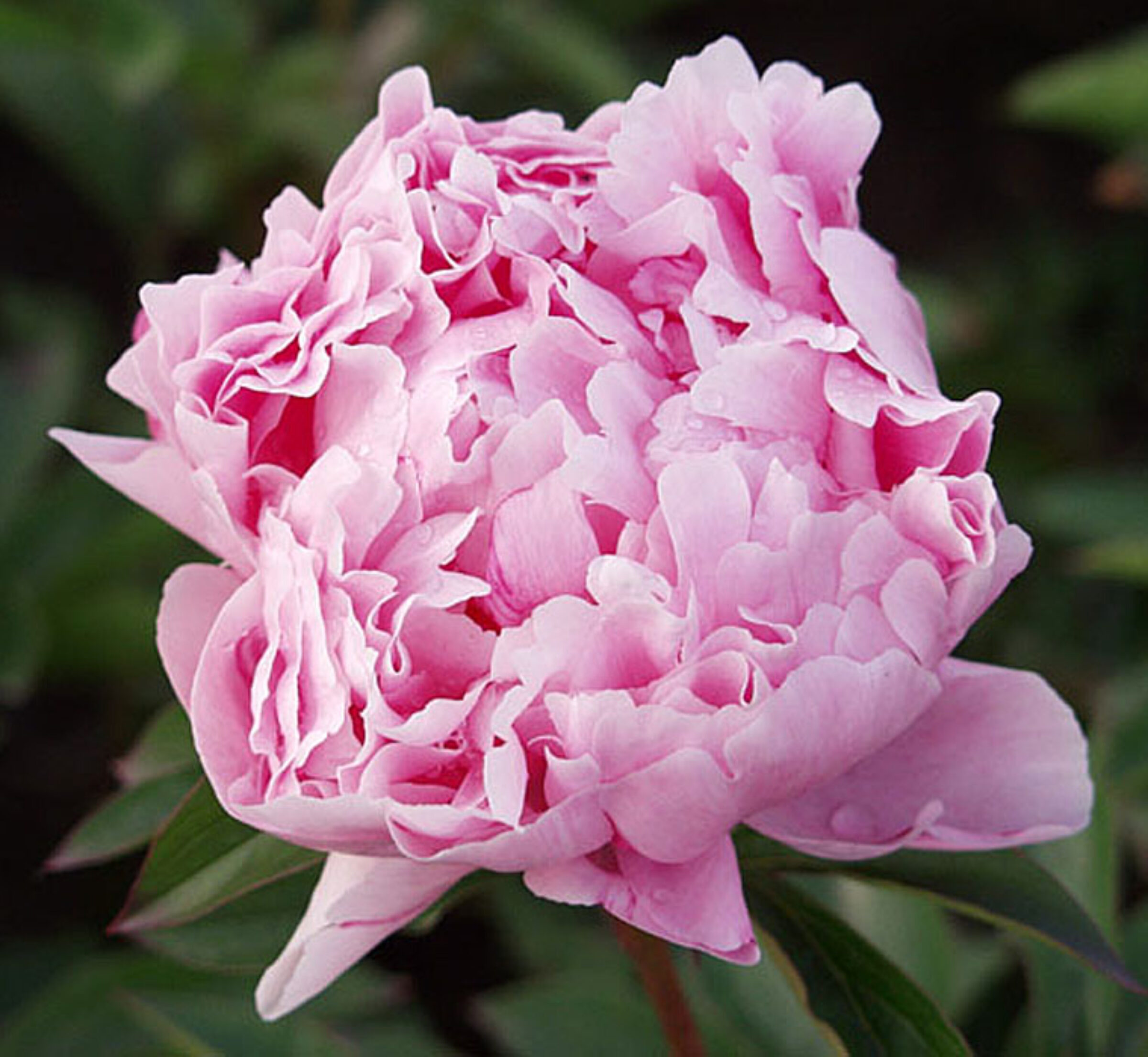 Sarah Bernhardt peony