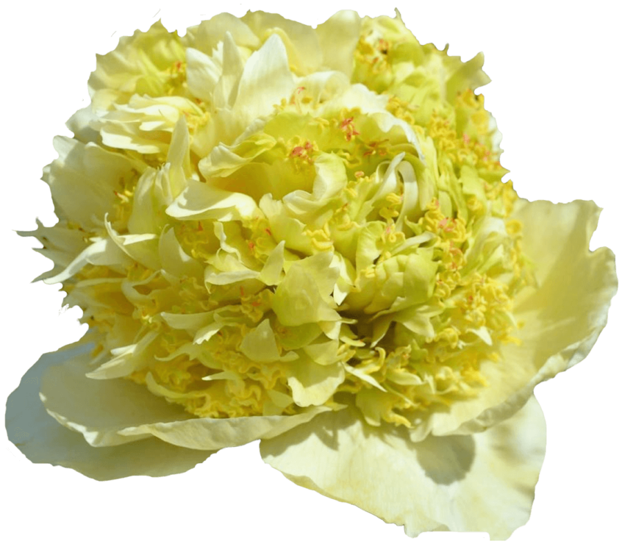 Paeonia Paeonia Quitzin.png