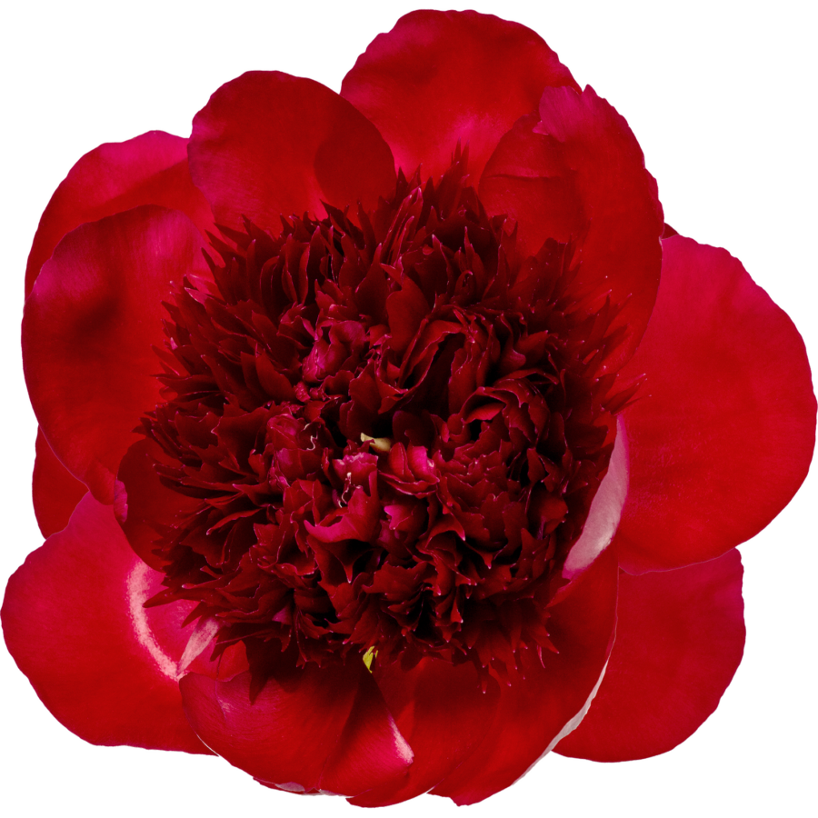 Paeonia Home 