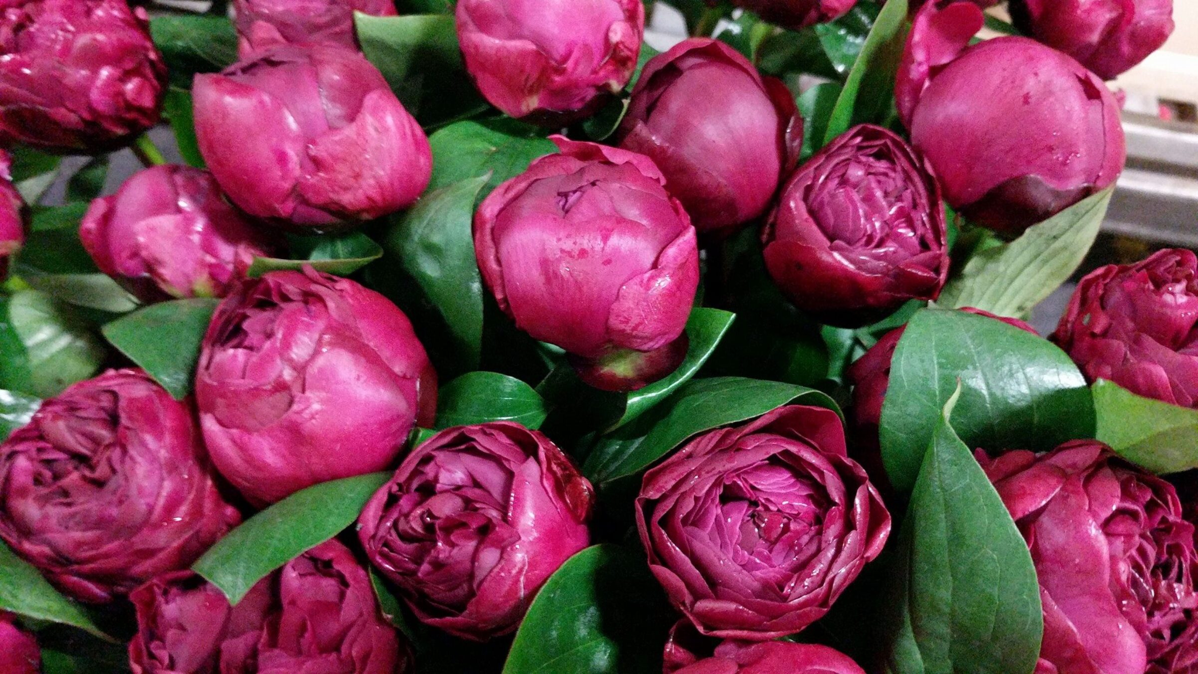 Paeonia Red Sarah Bernhardt