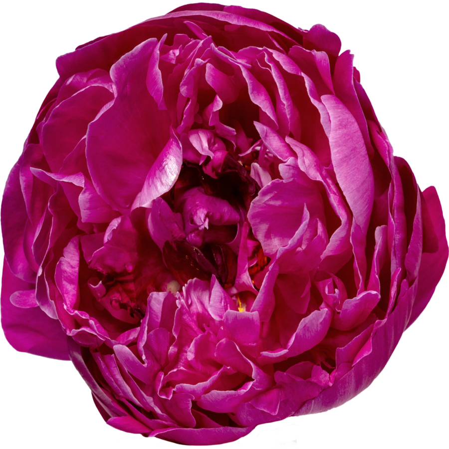 Paeonia Ред Сара Бернар