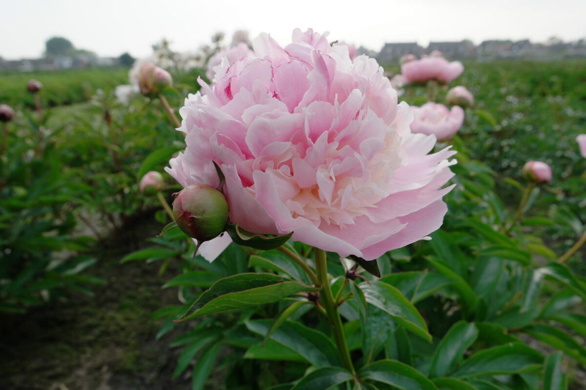 Paeonia Angel Cheeks