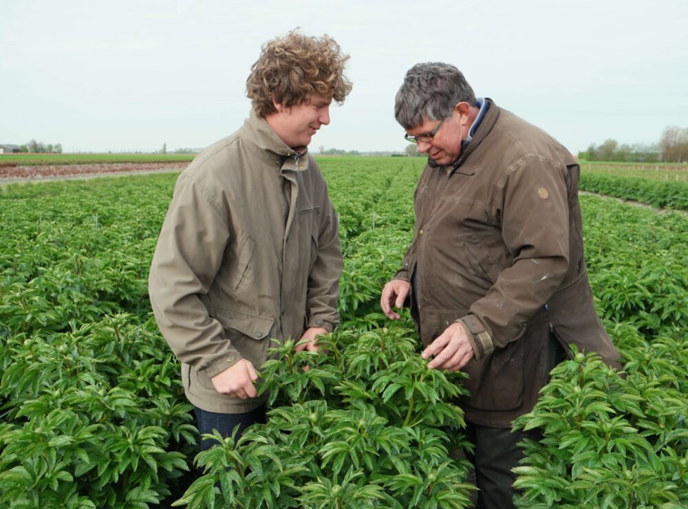 Jaap en Leendert Mastenbroek - Delltapeony