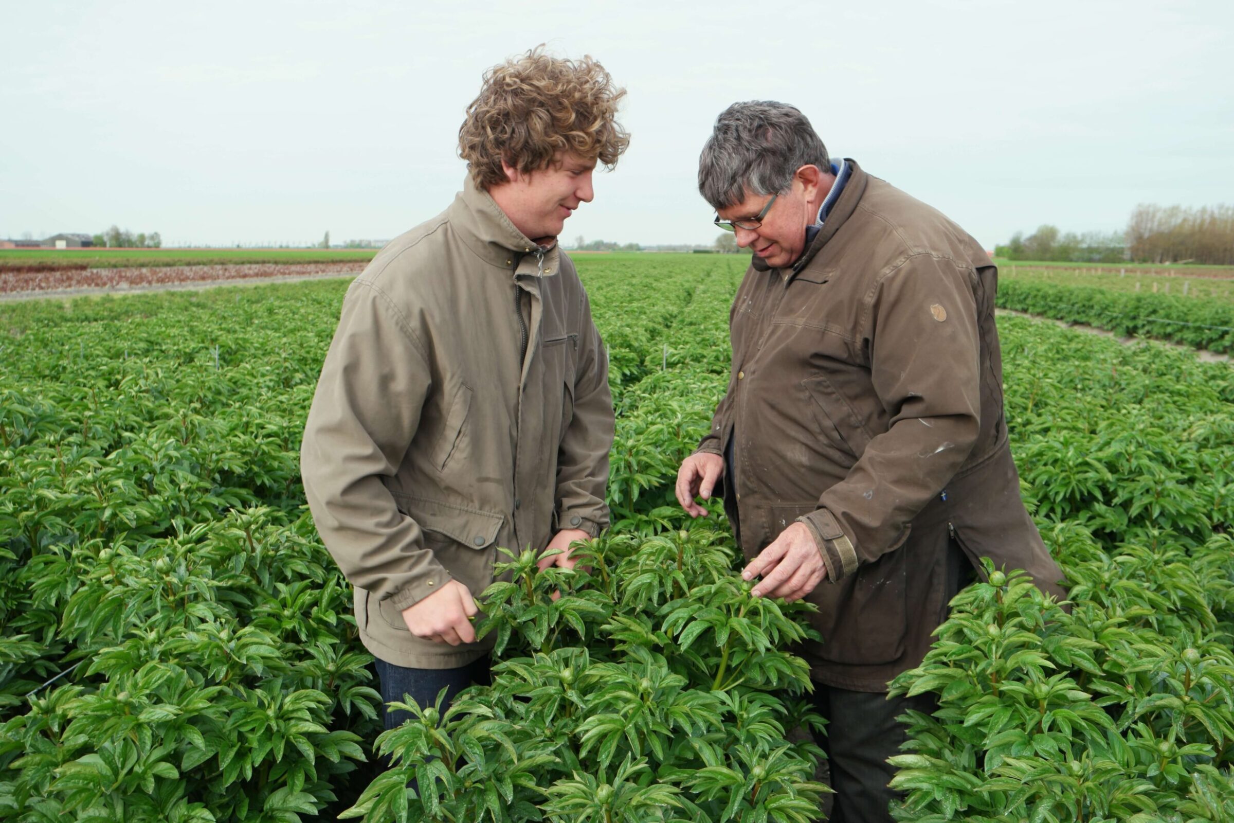 Jaap en Leendert Mastenbroek - Delltapeony