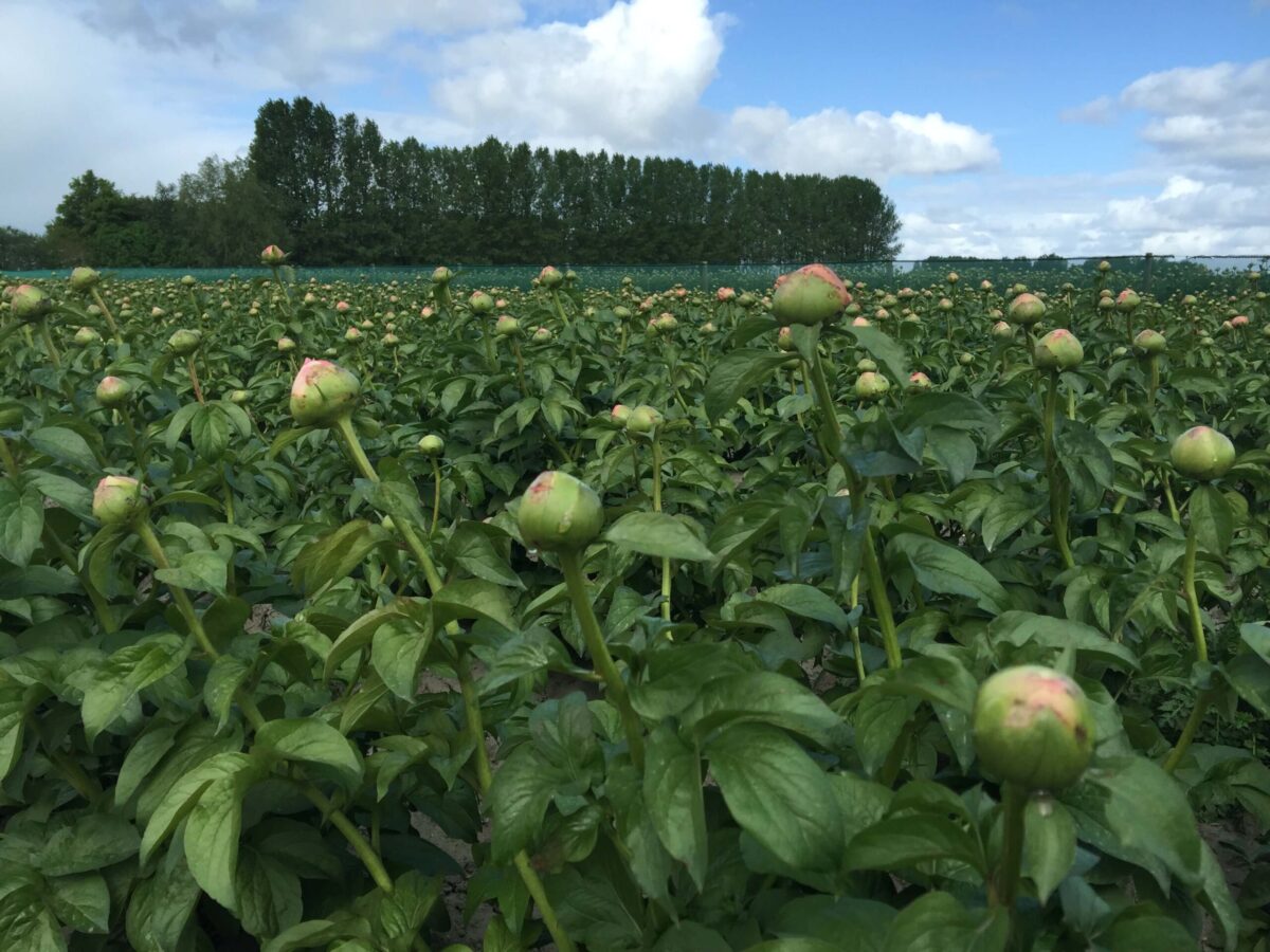 Paeonia Salmon Chifon field