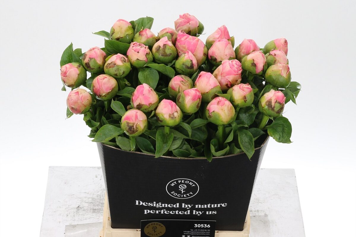 Paeonia Salmon Chifon