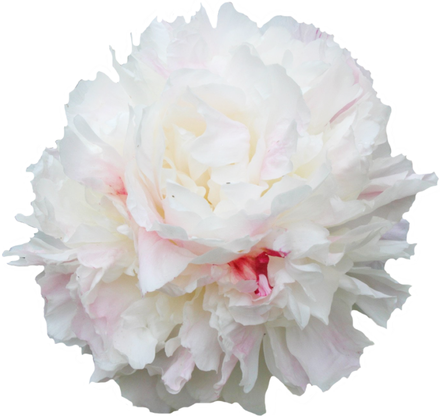 Paeonia Ширли Темпл