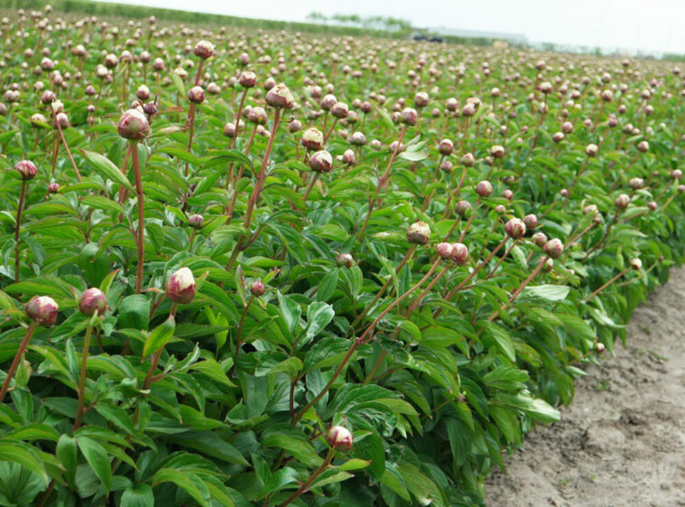 Paeonia Shirley-Temple