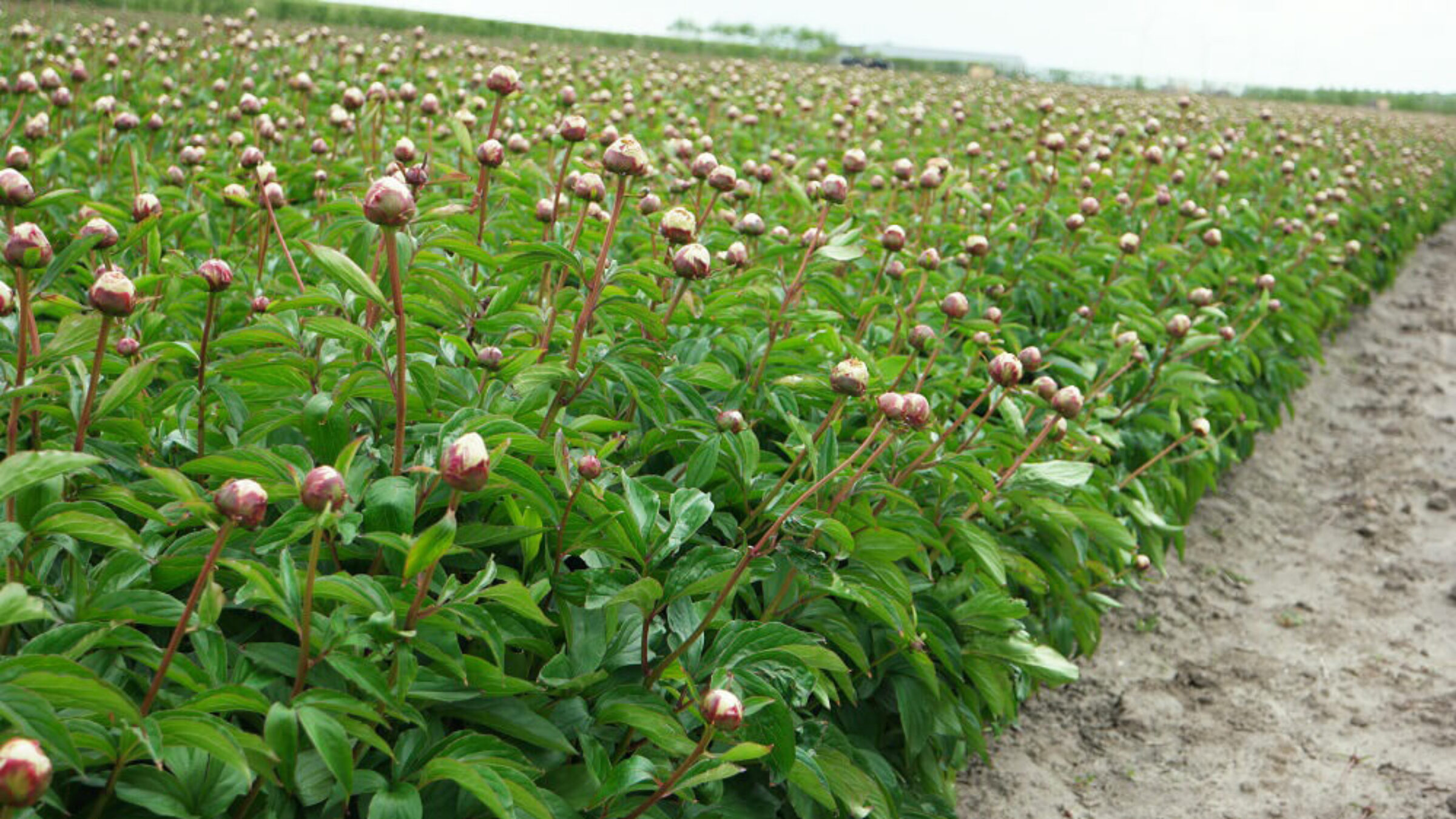 Paeonia Shirley-Temple