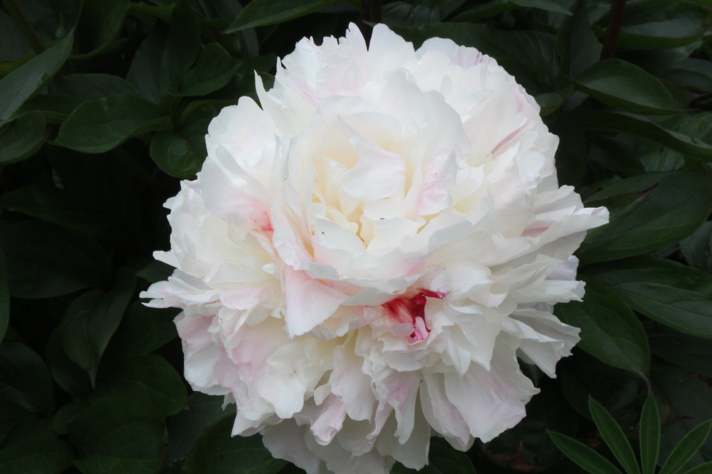 Shirley Temple bloom