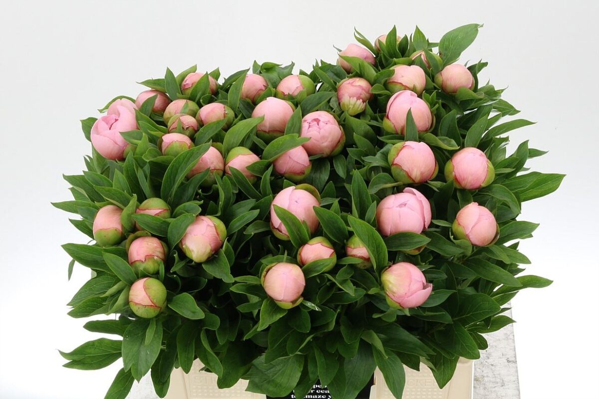 Paeonia  Soft Salmon Saucer