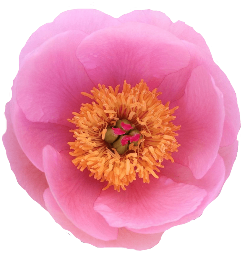 Paeonia Soft Salmon Saucer