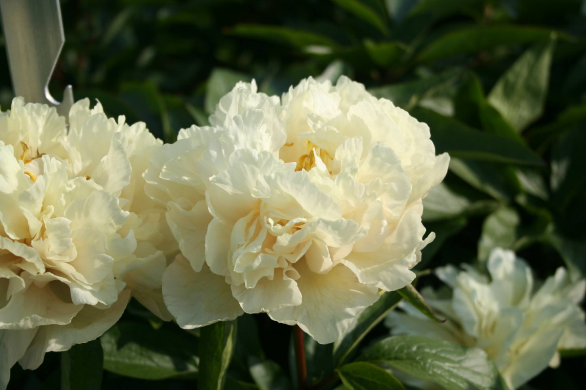 Paeonia Sunny Girl