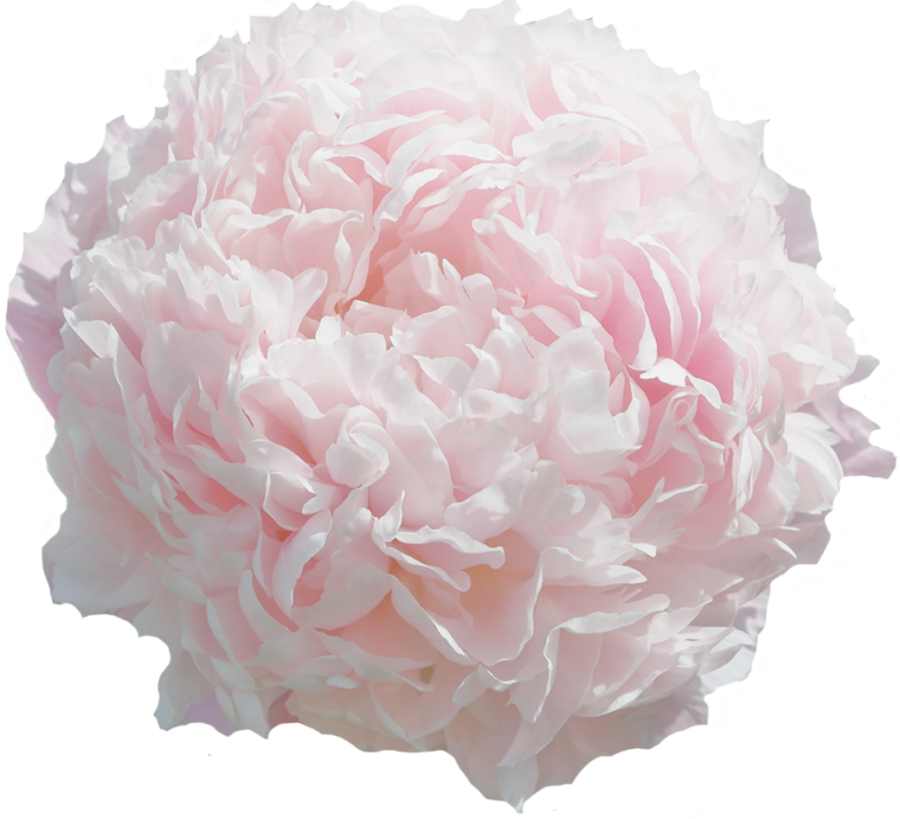 Paeonia Sweet Sixteen