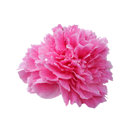 Paeonia Princess Bride - Peonies - My Peony Society