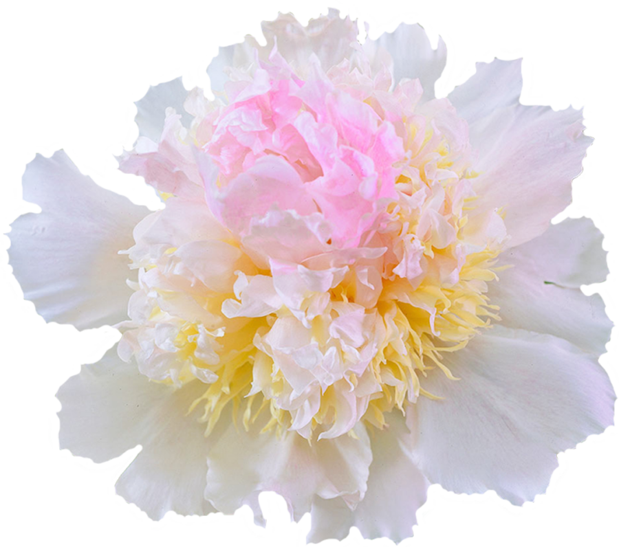 Paeonia Top Brass