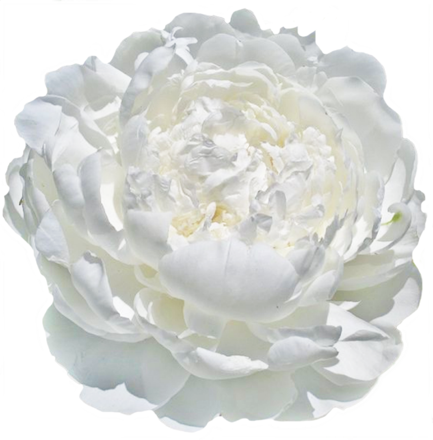 Paeonia White Ivory