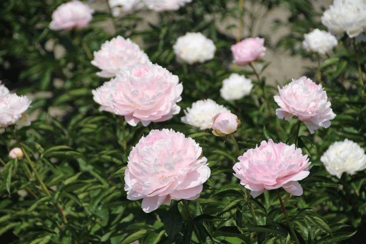 Big pink Pillow Talk peonies