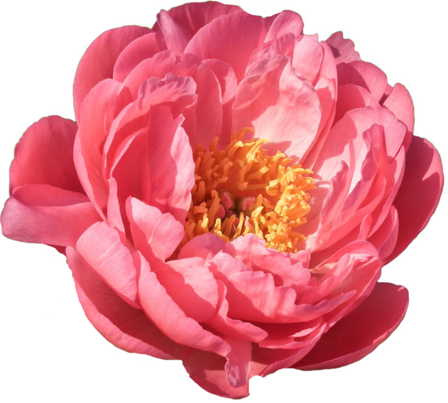 Paeonia Pink Hawaiian Coral