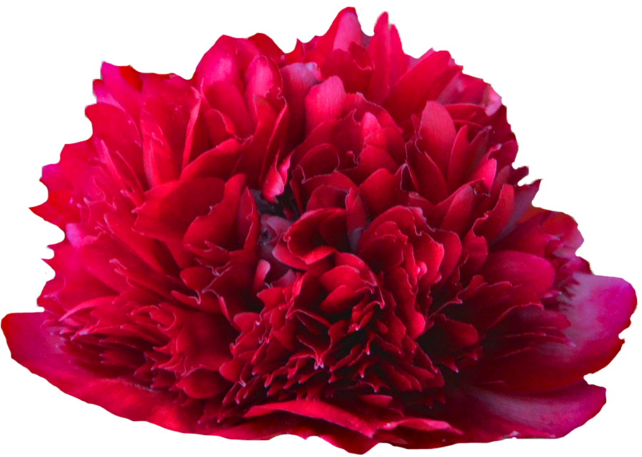 Paeonia Red Grace