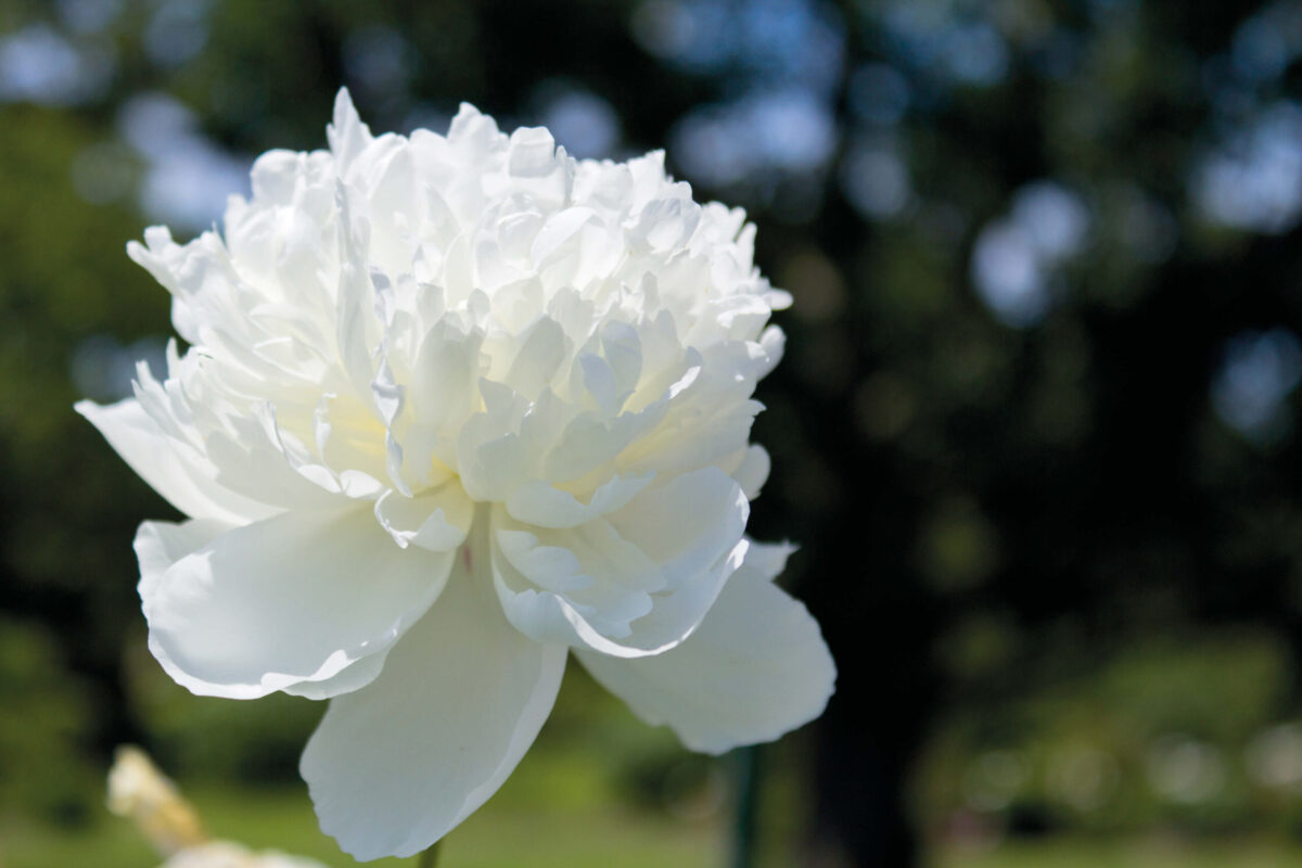 Paeonia Baroness Schroeder in the field