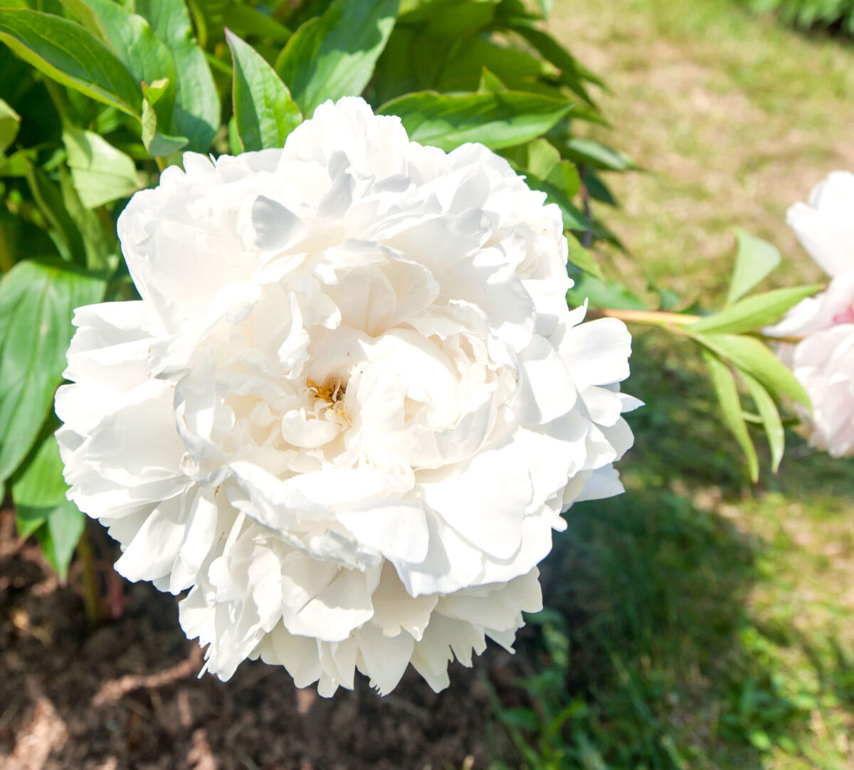 Mothers Choice peonies in bloom