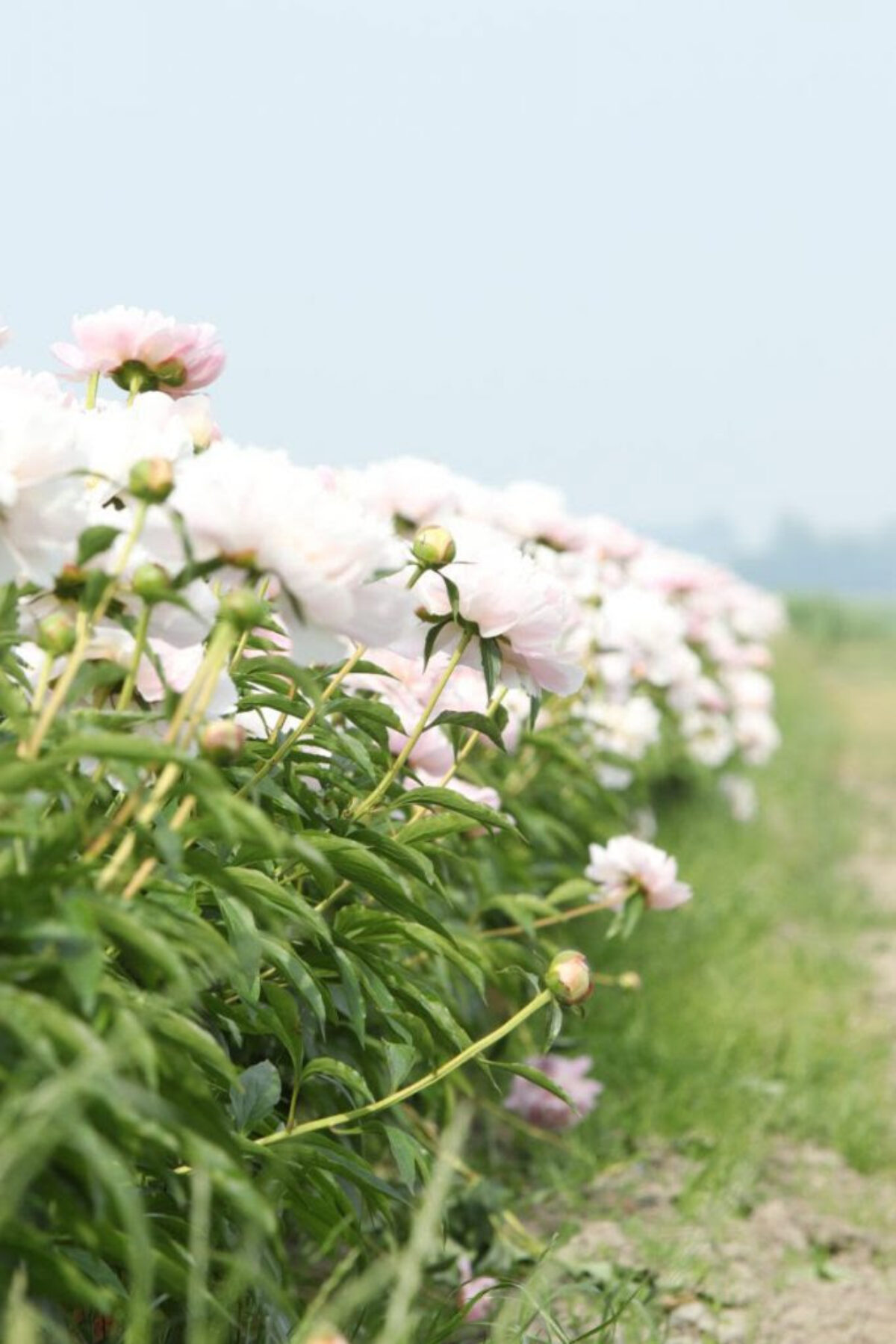 Paeonia Alertie in the field