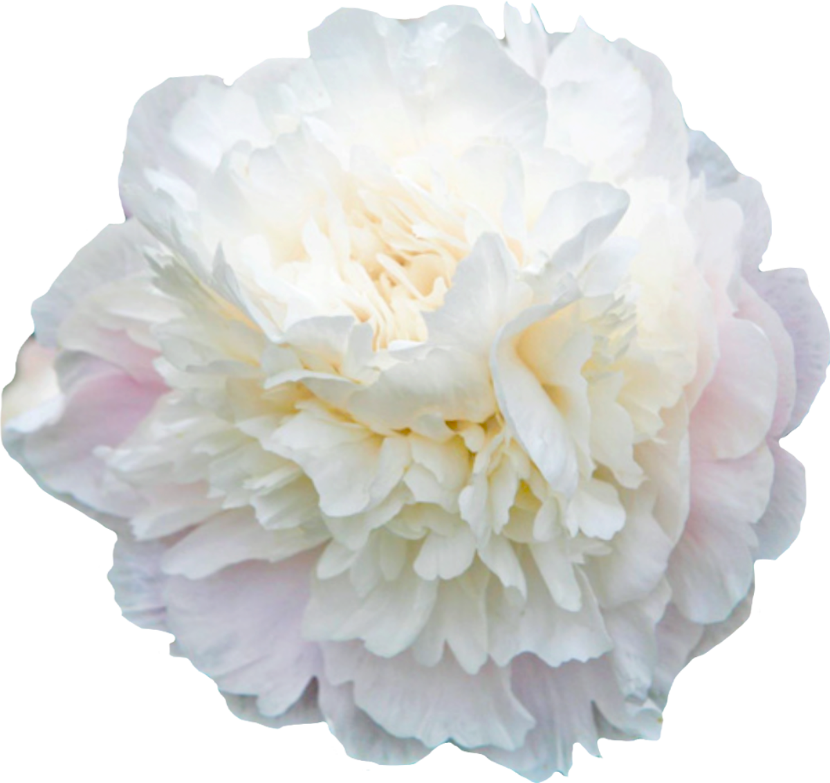 Camellia White