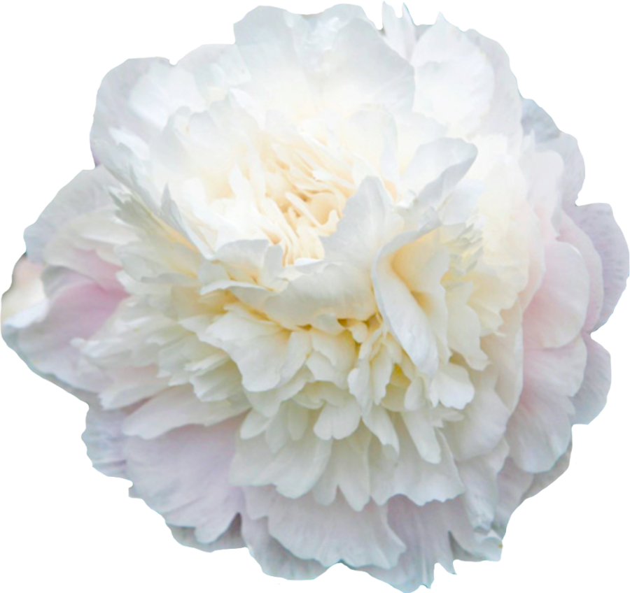 Paeonia Paeonia Camellia White is a white peony with a pink edge.