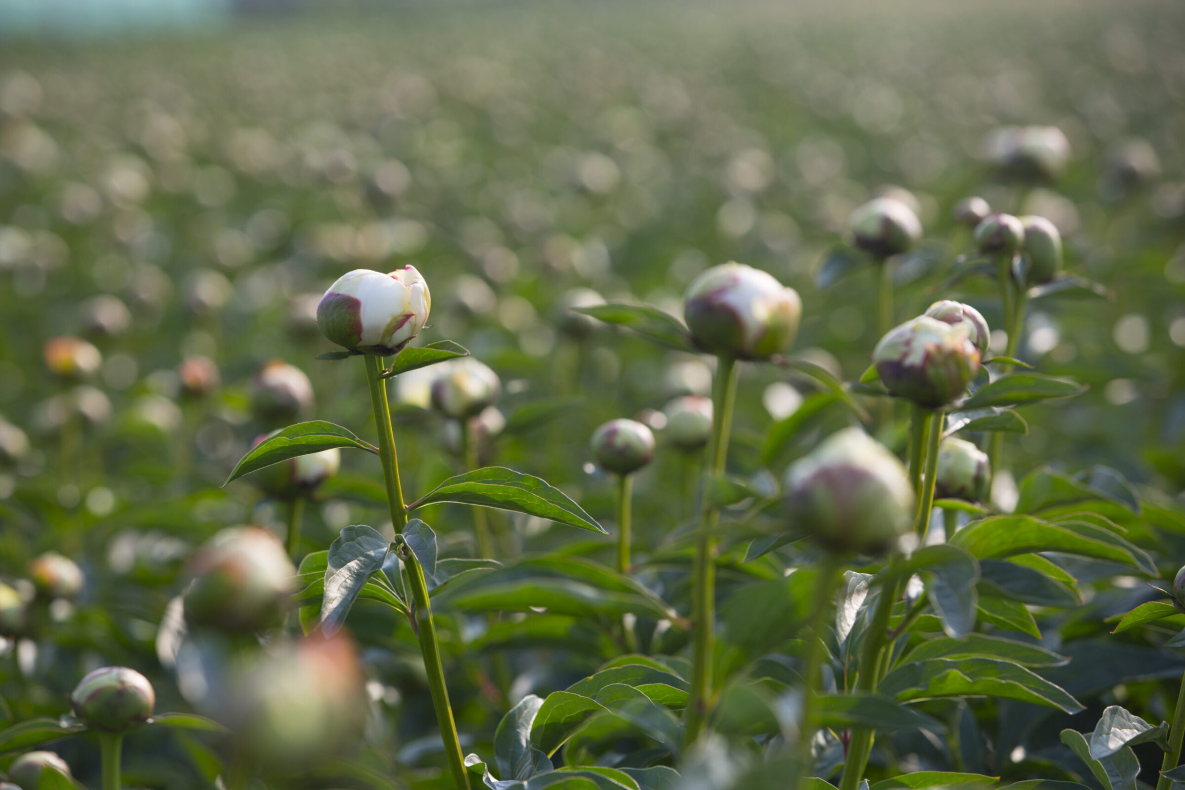 Paeonia Elsa Sass at the nursery